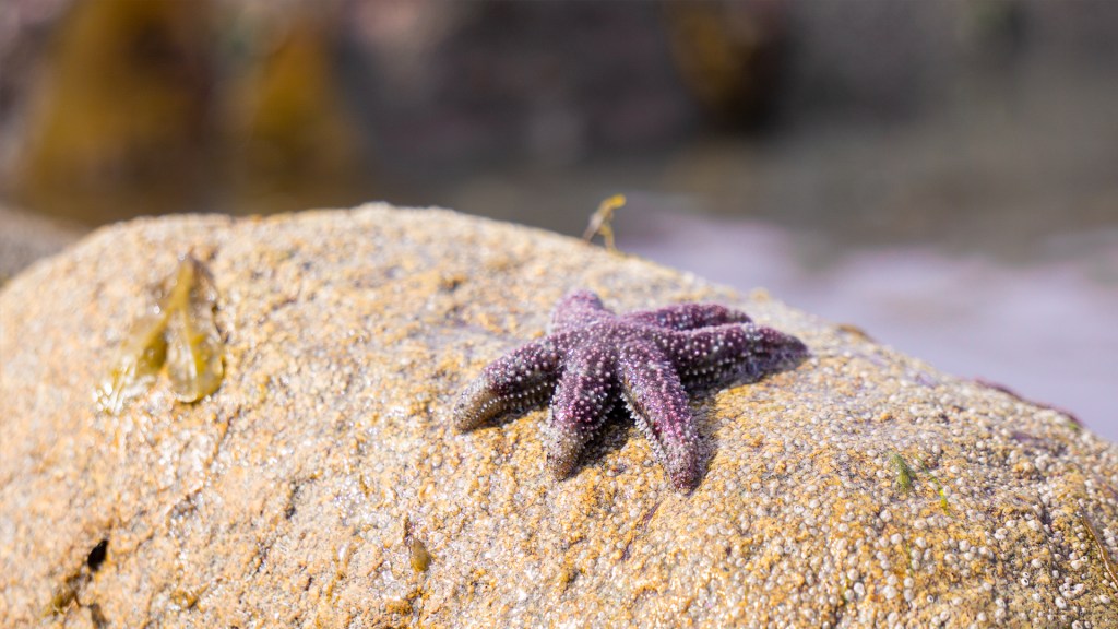 A red starfish sitting on top of a large rock.