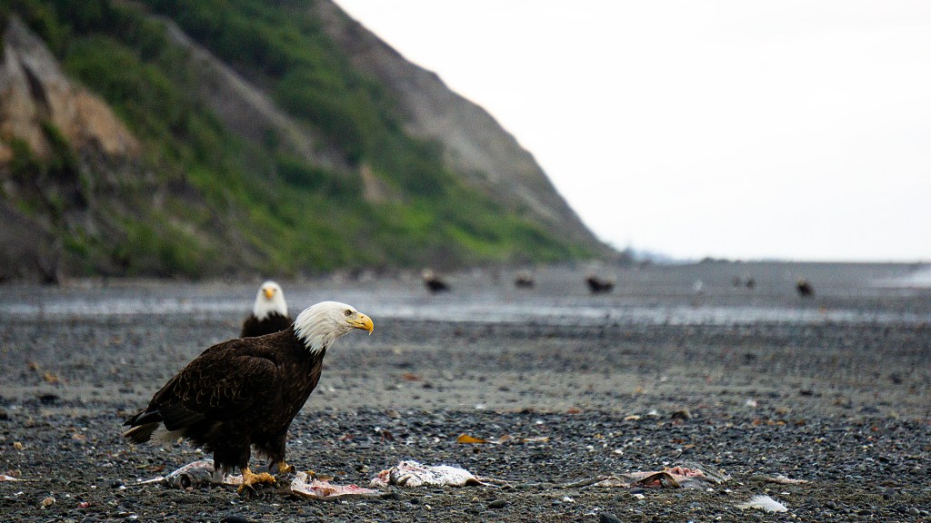 Two bald eagles on a beach in Alaska.