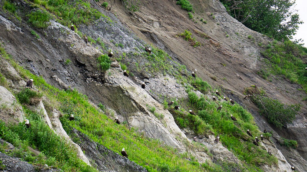 A large group of bald eagles perched on a rocky and grass covered cliff.