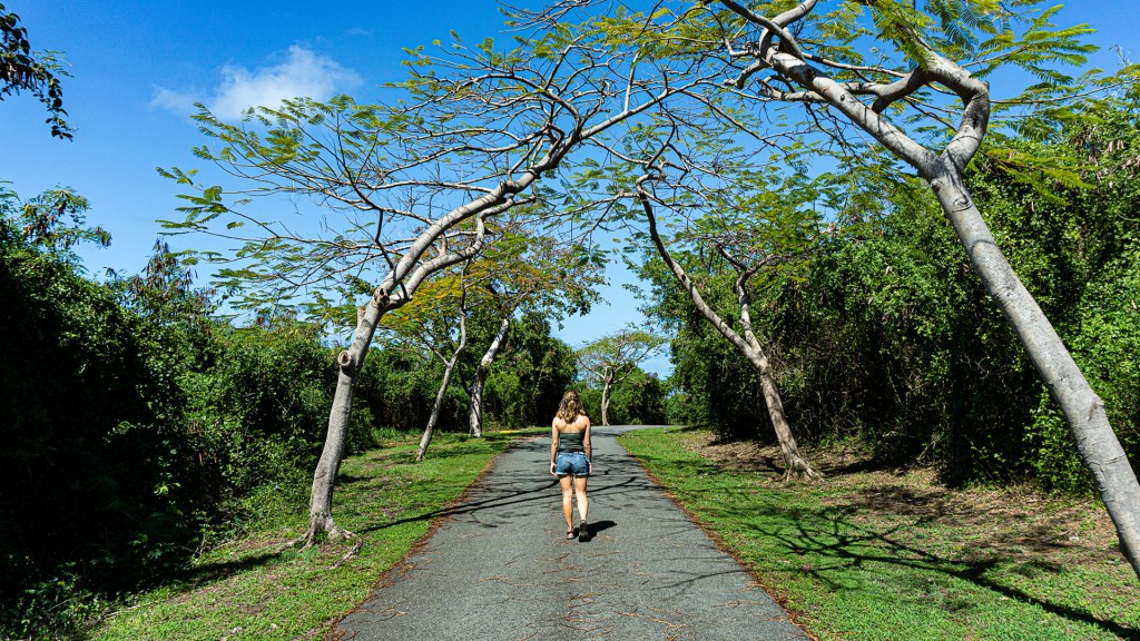A woman walking down a paved path with trees on both sides in Puerto Rico.
