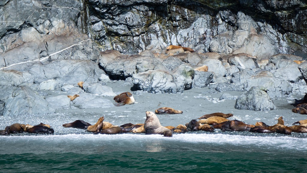 A group of sea lions on an island in Valdez, Alaska.