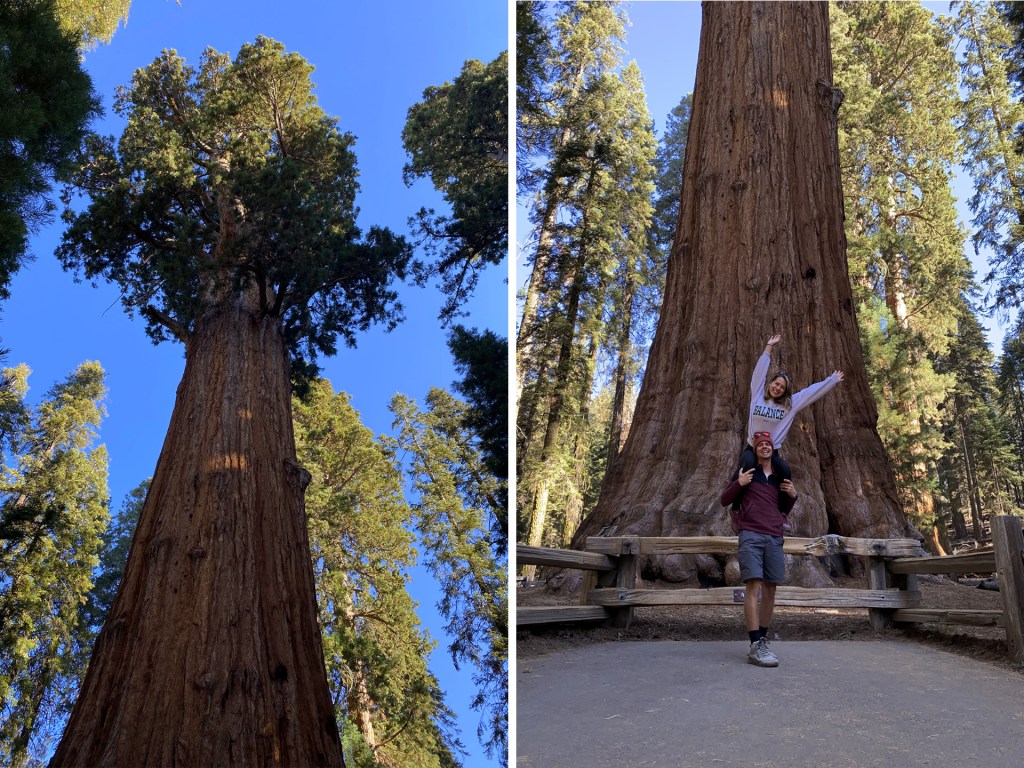 The General Sherman tree, the world's largest tree in Sequoia National Park.