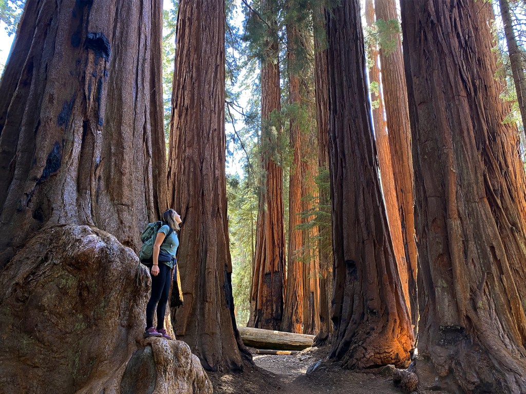 A group of giant sequoia trees in Sequoia National Park. 