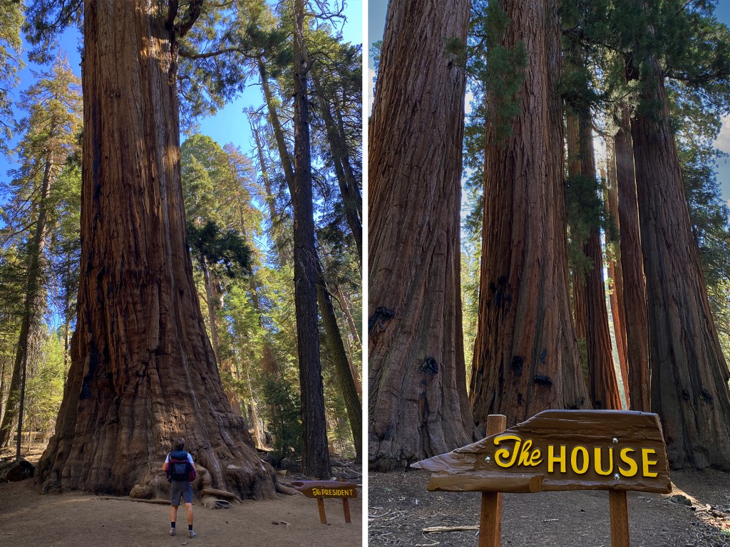 The Congress trail and a group of sequoia trees in Sequoia National Park.