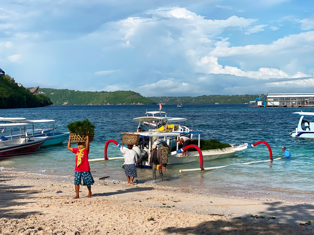 Locals in Nusa Penida carrying baskets of seaweed on their heads from a small boat.