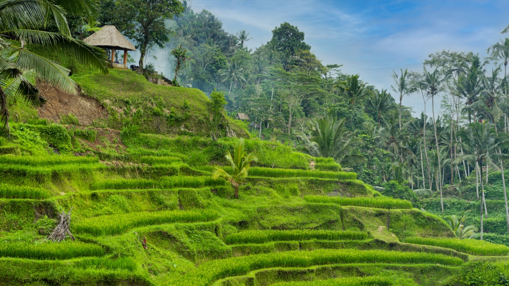 A small hut sitting at the top of a terraced hill rice field in Ubud, Bali.