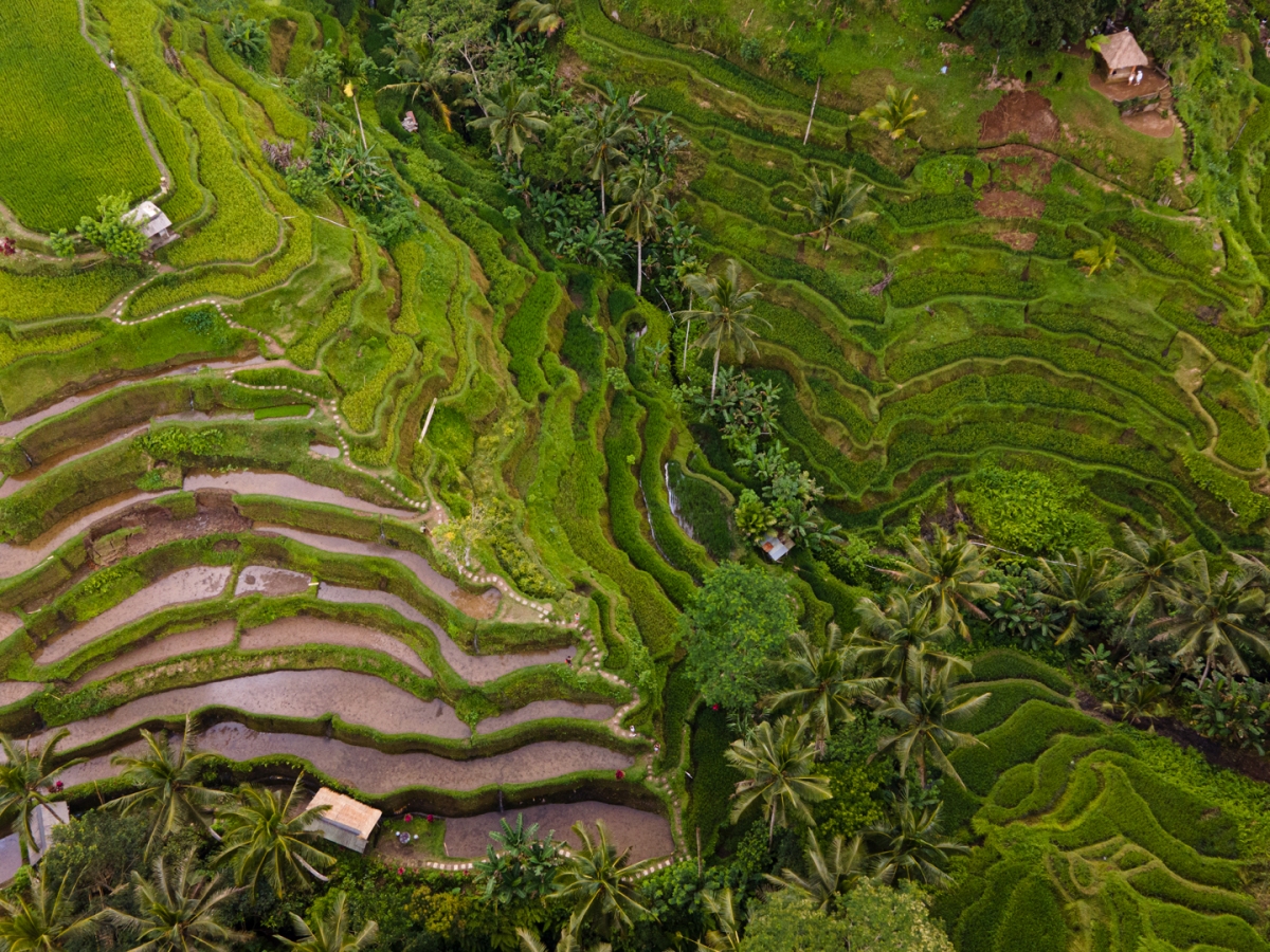 Discovering the Charm of Ubud: The Ultimate Guide to Planning a Trip to Ubud, Bali