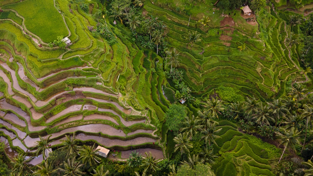 An aerial view of the rice terraces in Ubud, Bali.