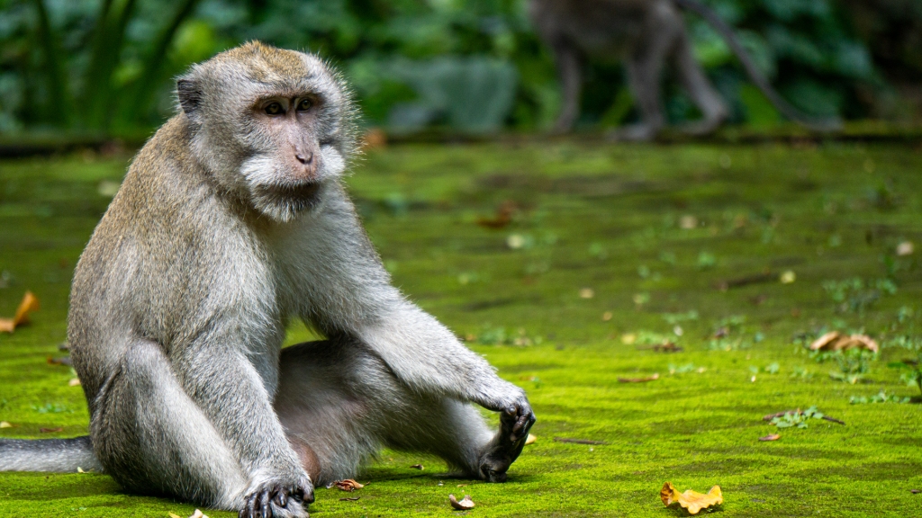 A small monkey sitting on a moss covered ground, holding his feet.