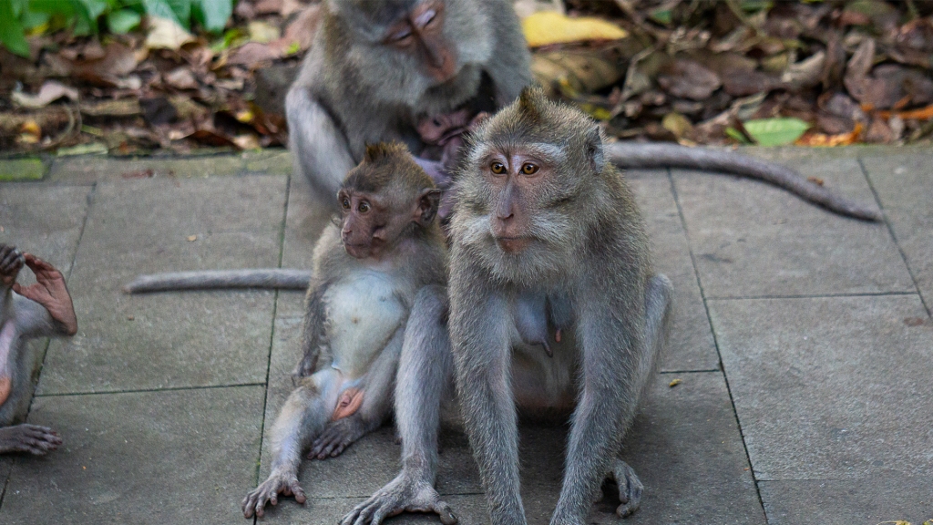 3 adult monkeys and a baby monkey sitting together on a sidewalk in the Ubud Monkey Forest.