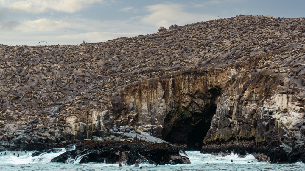 A rocky island in the middle of the ocean completely covered in sea lions in Peru.