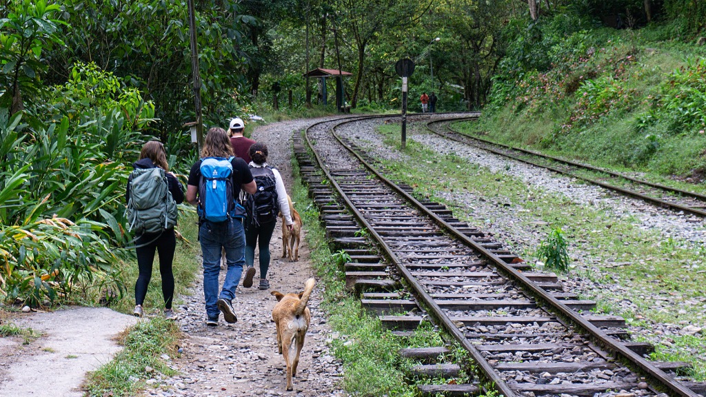 Four people and two dogs walking along a railroad track in the woods, in Aguas Calientes, Peru.