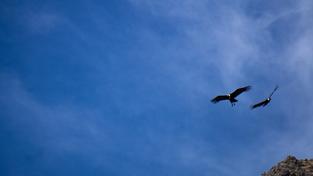 Two Andean Condors soaring in the blue sky.