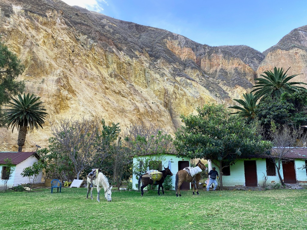 Three small houses, surrounded in palm trees, with three horses and a man standing in front of them. The houses are in the bottom of Colca Canyon in Peru.