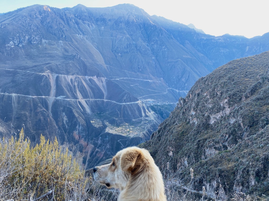 A small, white dog looking down into Colca Canyon in Peru.