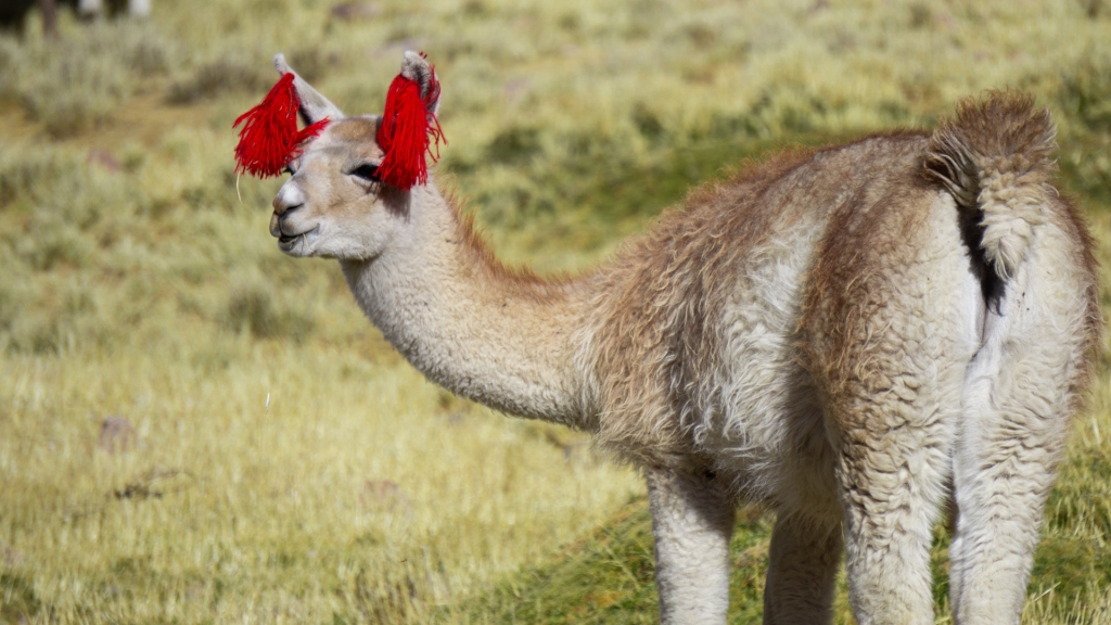 A Peruvian Alpaca wearing red pompoms on her ears.