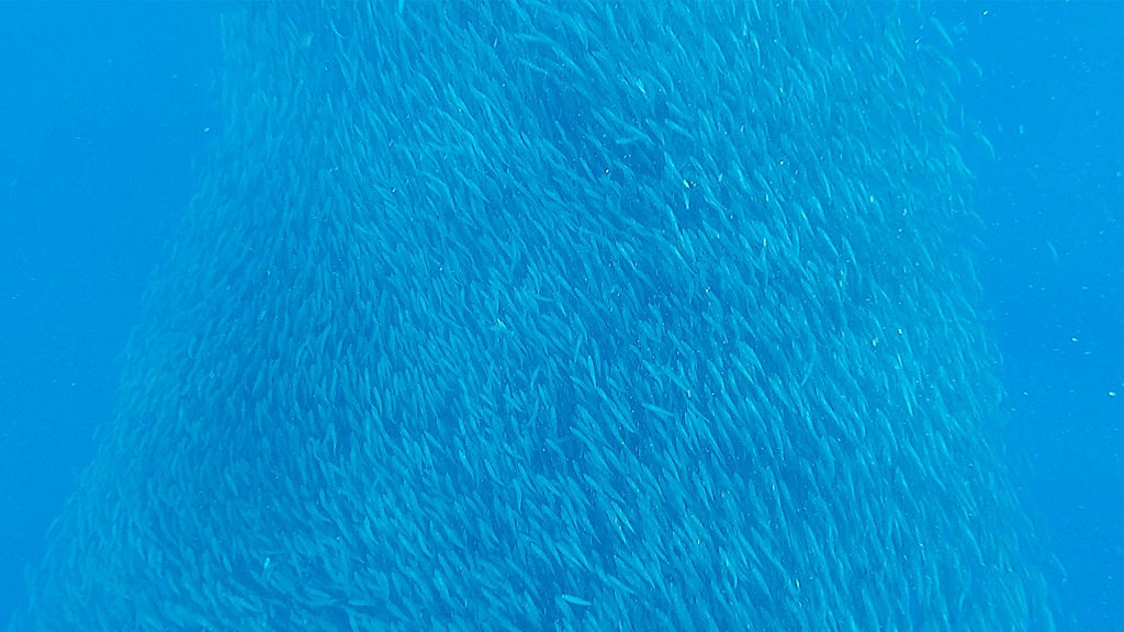 A school of sardines swimming in a tornado like formation in Moalboal, Philippines.