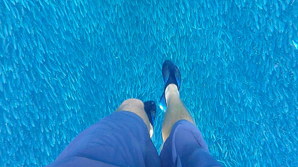 A man's legs swimming above a school of sardines, like a wall of fish below the man's feet.