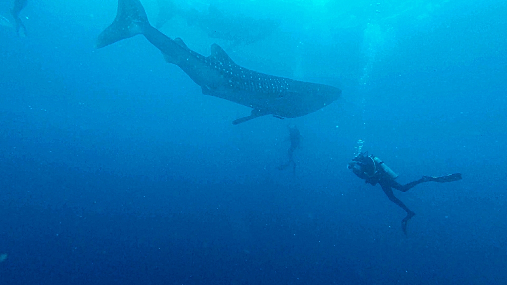 A scuba diver swimming next to a large whale shark in the Philippines.