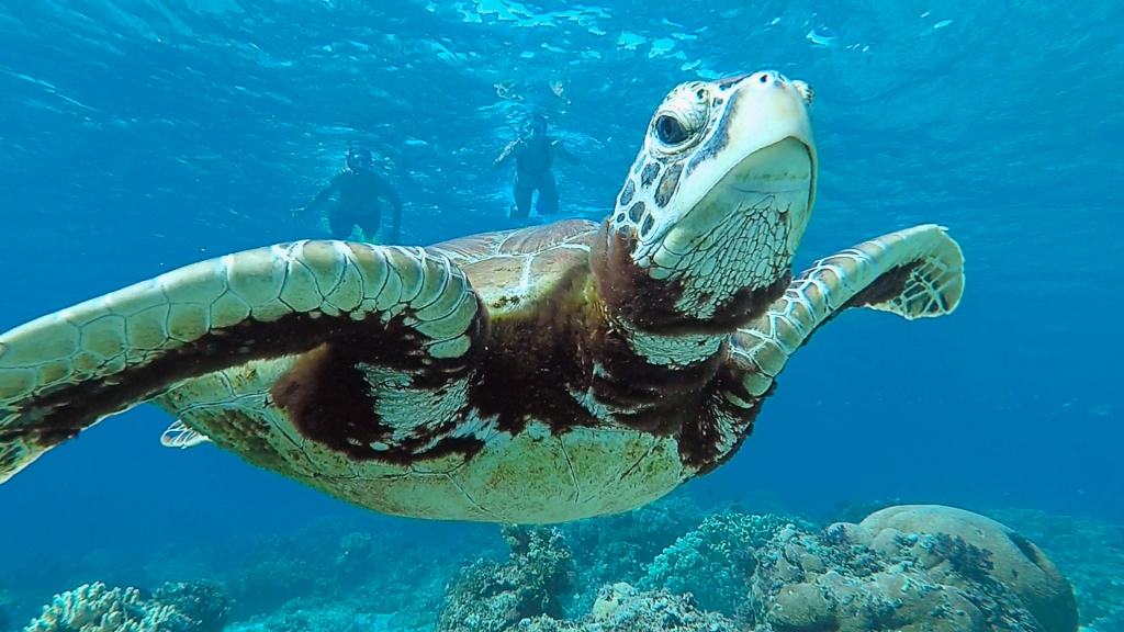 An up close photgraph of a sea turtle swimming in the ocean while being followed by two snorkelers in the distance.