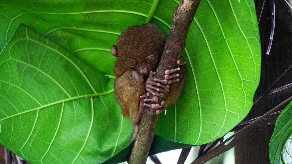 A tarsier clinging to the branches of a tree at the Philippine Tarsier Sanctuary in Bohol, Philippines.