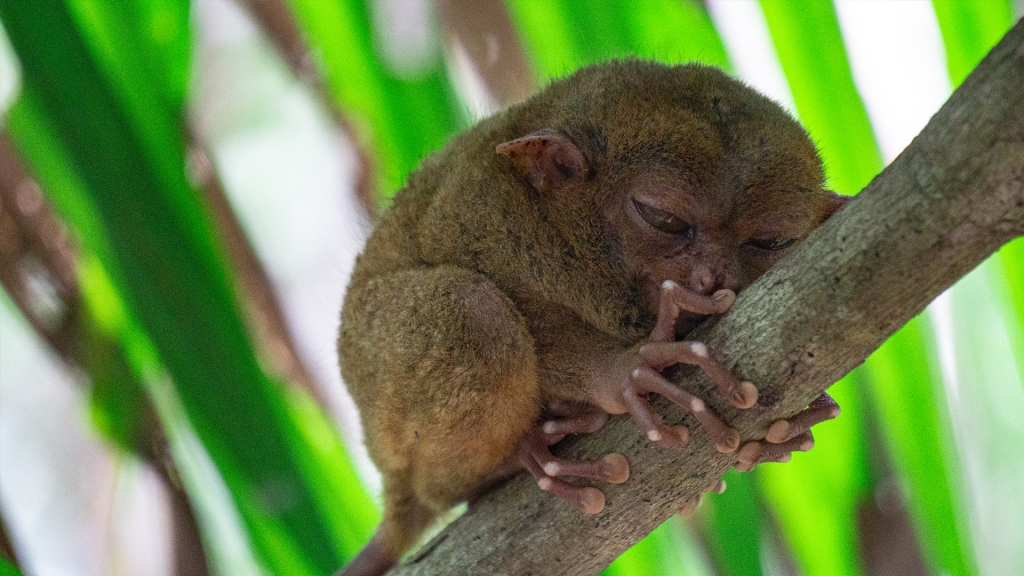 A tarsier (a small, monkey-like animal), with its eyes half open while clinging to the branch of a tree in Bohol, Philippines.