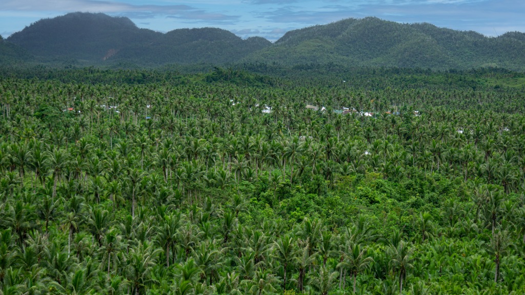 The Coconut Tree View Deck in Siargao, Philippines, that overlooks thousands of green palm trees on the island.