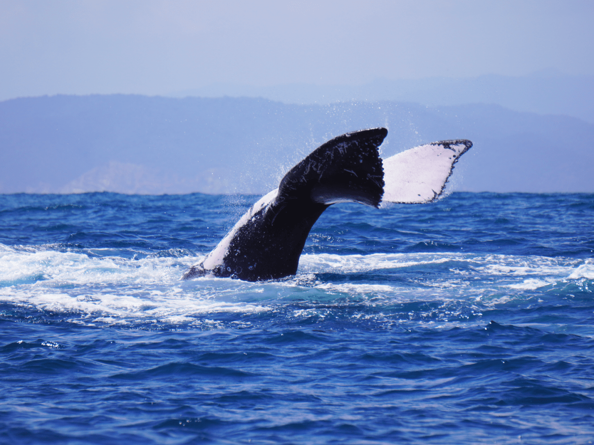 Restoring Ecuador’s Coral Reef: A Conversation with Juan&nbsp;Carlos