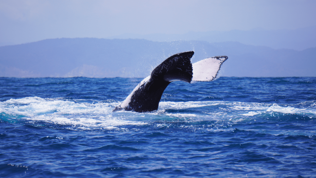 Restoring Ecuador’s Coral Reef: A Conversation with Juan&nbsp;Carlos